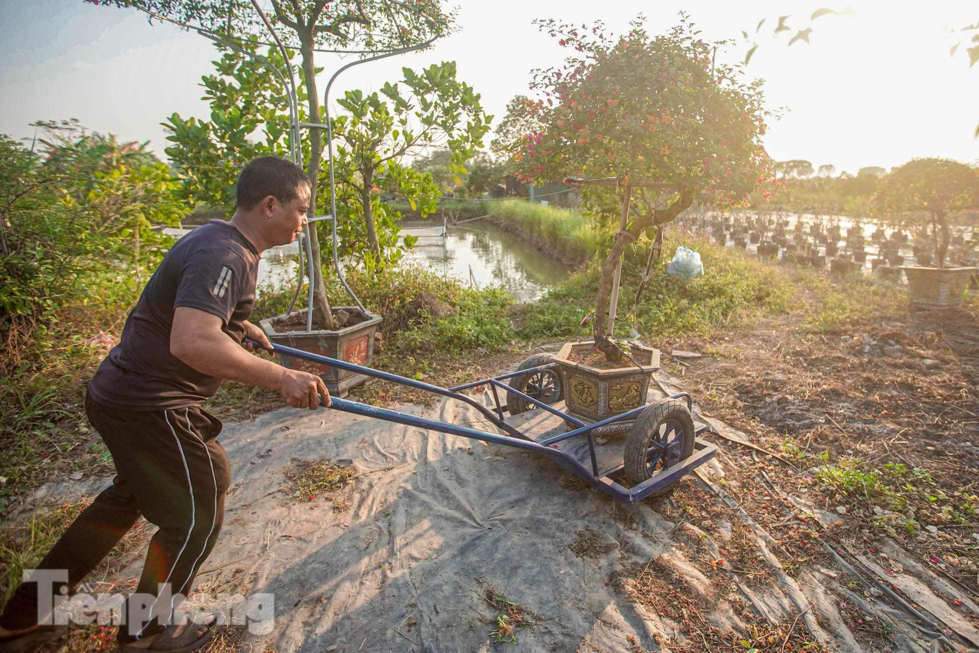 'Thủ phủ' hoa giấy miền Bắc rực rỡ khoe sắc, nhộn nhịp đón Tết - Ảnh 6.