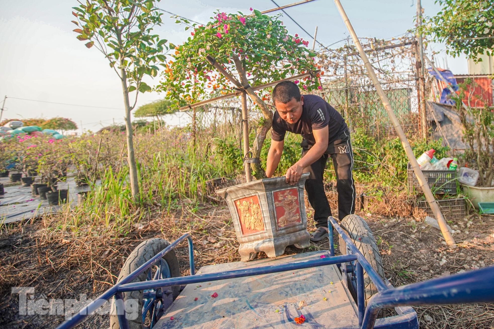 'Thủ phủ' hoa giấy miền Bắc rực rỡ khoe sắc, nhộn nhịp đón Tết - Ảnh 8.