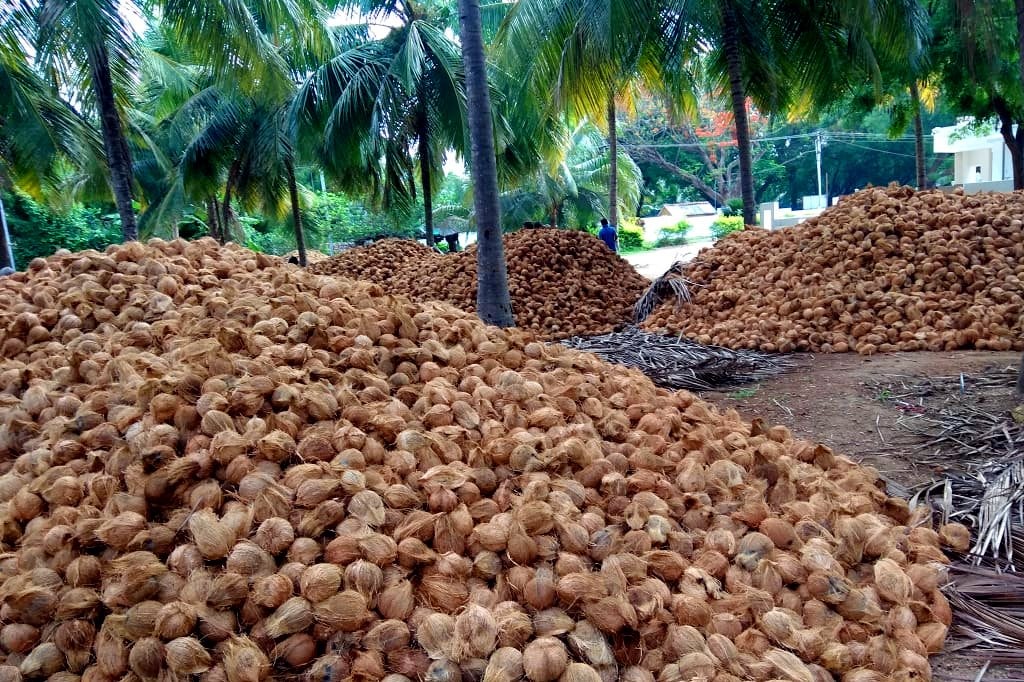 Sau sầu riêng, một báu vật triệu đô của Việt Nam khiến người Trung Quốc mê đắm: xuất khẩu hàng trăm nghìn tấn, thị phần lọt top 3- Ảnh 1.