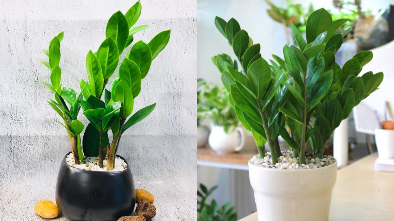 Loại cây sinh vượng khí, hút tài lộc nhưng chứa chất độc nguy hiểm: Nhiều người trồng trong nhà - Ảnh 1.