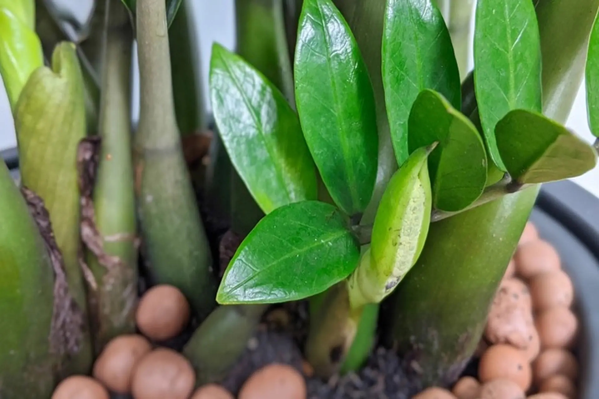 Loại cây sinh vượng khí, hút tài lộc nhưng chứa chất độc nguy hiểm: Nhiều người trồng trong nhà - Ảnh 4.