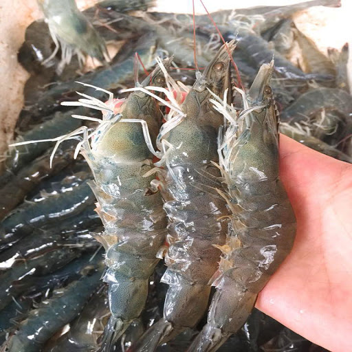 Có nên bỏ chỉ tôm không? Một ngư dân 60 tuổi xua tay &quot;đừng làm thế nữa, chưa đủ đâu!&quot; - Ảnh 1.