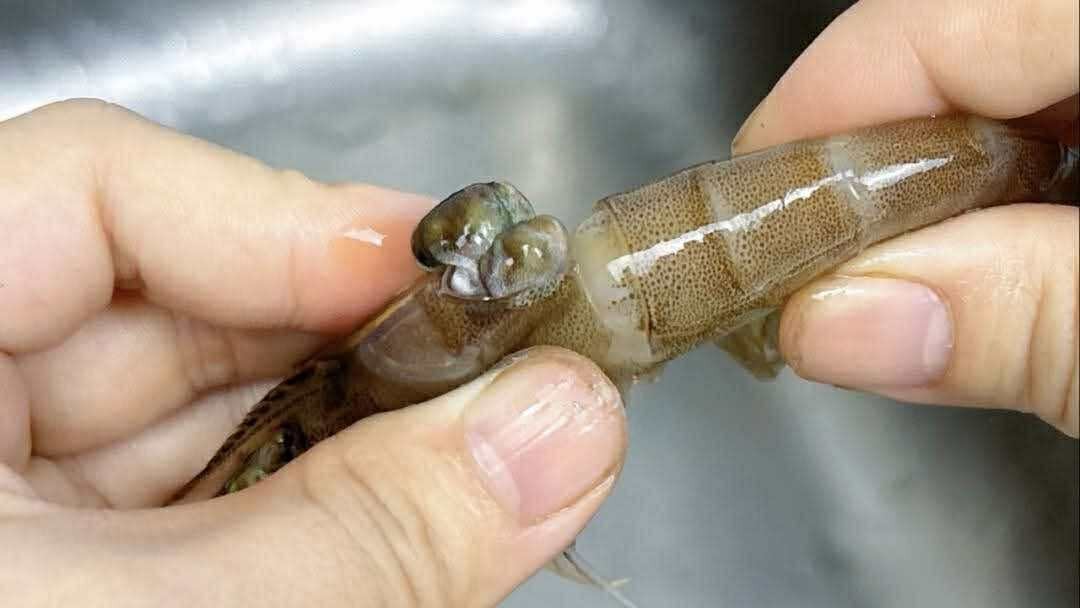 Có nên bỏ chỉ tôm không? Một ngư dân 60 tuổi xua tay &quot;đừng làm thế nữa, chưa đủ đâu!&quot; - Ảnh 5.