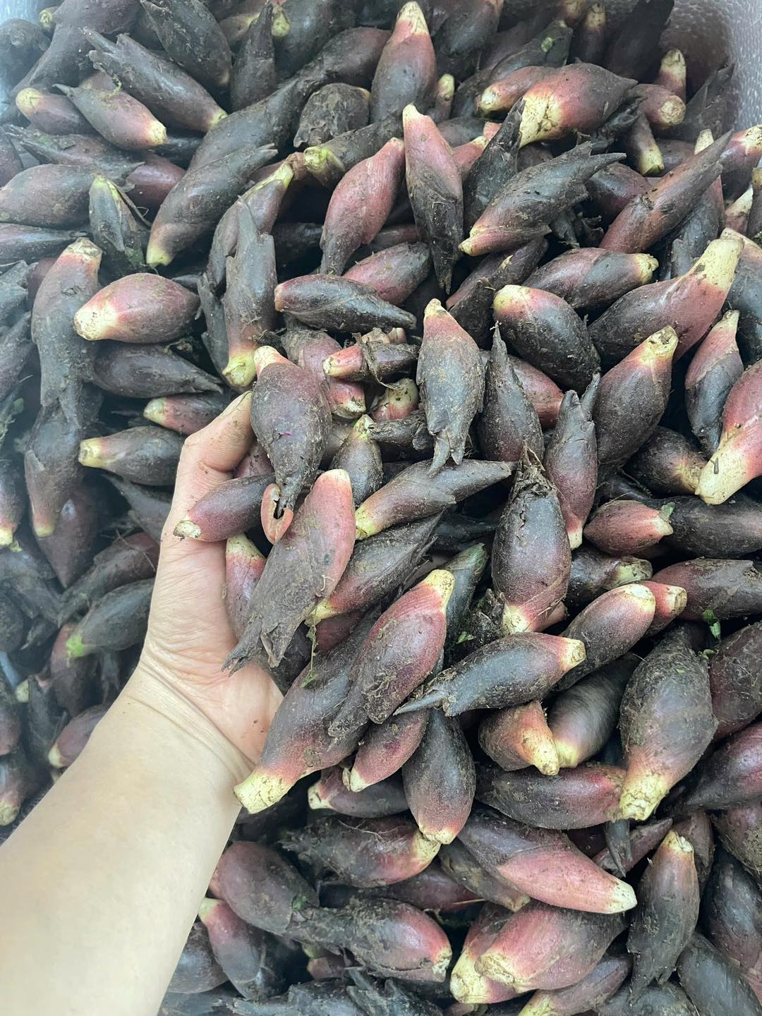 Không chỉ có mùa vàng rực rỡ, nơi này còn cất giấu 