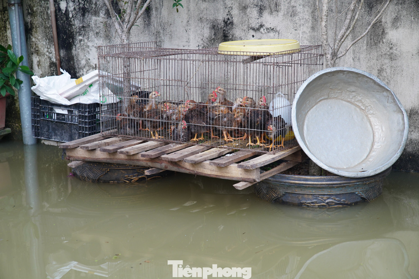 Người dân vùng ngập Hà Nội kể về 30 phút 'nước như lũ ống, cuốn trôi cả nghìn con gà' - Ảnh 3.
