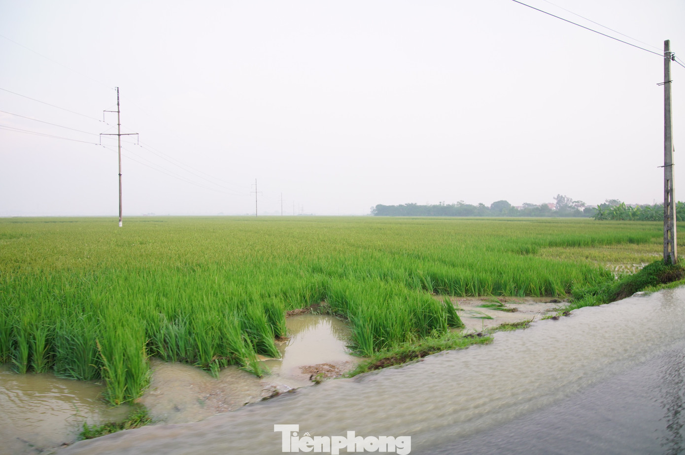 Người dân vùng ngập Hà Nội kể về 30 phút 'nước như lũ ống, cuốn trôi cả nghìn con gà' - Ảnh 8.