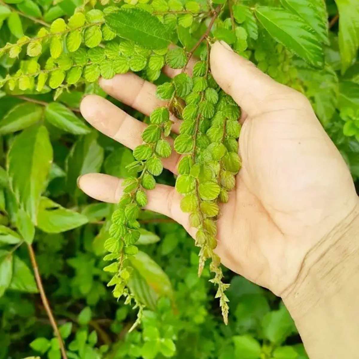 cay-moc-dai-nguoi-viet-tho-o-nuoc-ngoai-hai-la-kho-dem-ban-cung-kiem-boi-tien-17603280901341022557552-1760359879632-176035987980582972766.png