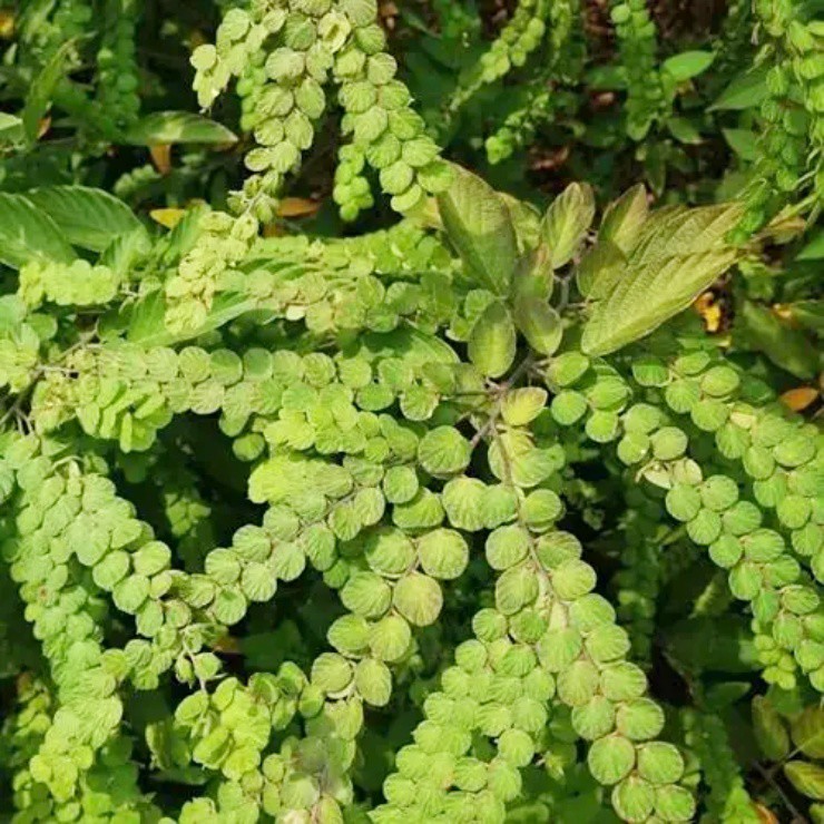 cay-moc-dai-nguoi-viet-tho-o-nuoc-ngoai-hai-la-kho-dem-ban-cung-kiem-boi-tien-9-17603280901472056342165-1760359878769-17603598791381404749092.jpg