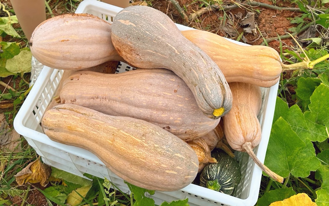 Ông lão nông dân khuyên: "Mua bí ngô, đừng nhìn vào kích thước, hãy chú ý 4 điểm này, sẽ chọn được quả chất lượng tuyệt hảo!" - Ảnh 4. Ông lão nông dân khuyên: "Mua bí ngô, đừng nhìn vào kích thước, hãy chú ý 4 điểm này, sẽ chọn được quả chất lượng tuyệt hảo!" - Ảnh 4.