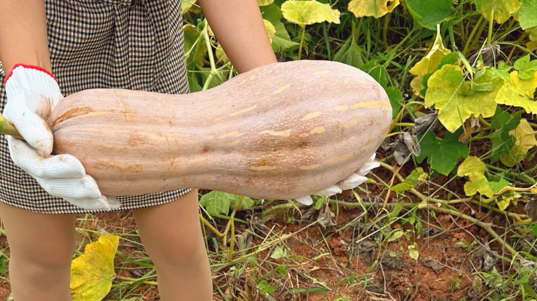Ông lão nông dân khuyên: "Mua bí ngô, đừng nhìn vào kích thước, hãy chú ý 4 điểm này, sẽ chọn được quả chất lượng tuyệt hảo!" - Ảnh 5. Ông lão nông dân khuyên: "Mua bí ngô, đừng nhìn vào kích thước, hãy chú ý 4 điểm này, sẽ chọn được quả chất lượng tuyệt hảo!" - Ảnh 5.