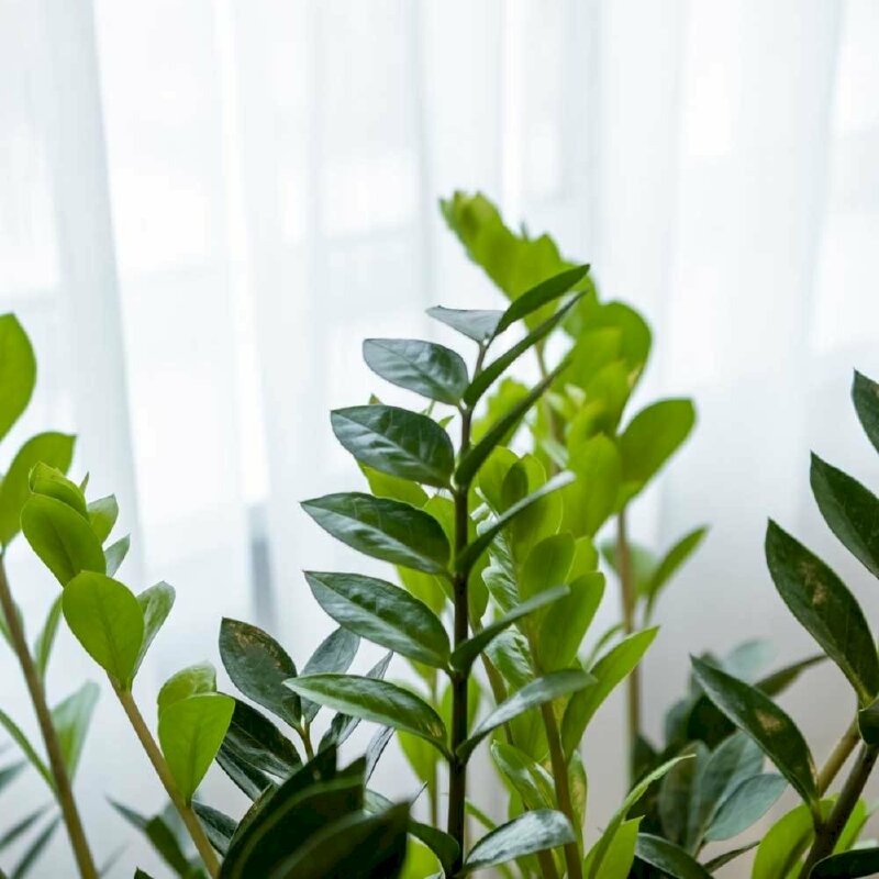 Ông bà bảo trồng 3 cây này: Hết lúa Chúa lại ban, hết tiền Tiên lại cứu- Ảnh 1. Ông bà bảo trồng 3 cây này: Hết lúa Chúa lại ban, hết tiền Tiên lại cứu- Ảnh 1.