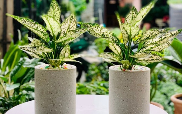 Ông bà bảo trồng 3 cây này: Hết lúa Chúa lại ban, hết tiền Tiên lại cứu- Ảnh 7. Ông bà bảo trồng 3 cây này: Hết lúa Chúa lại ban, hết tiền Tiên lại cứu- Ảnh 7.