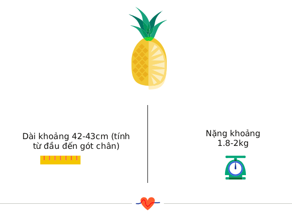 Tuần thai thứ 33: Bé đã chuyển ngôi đầu, mẹ bầu có thể bị phù tay chân- Ảnh 3. Tuần thai thứ 33: Bé đã chuyển ngôi đầu, mẹ bầu có thể bị phù tay chân- Ảnh 3.