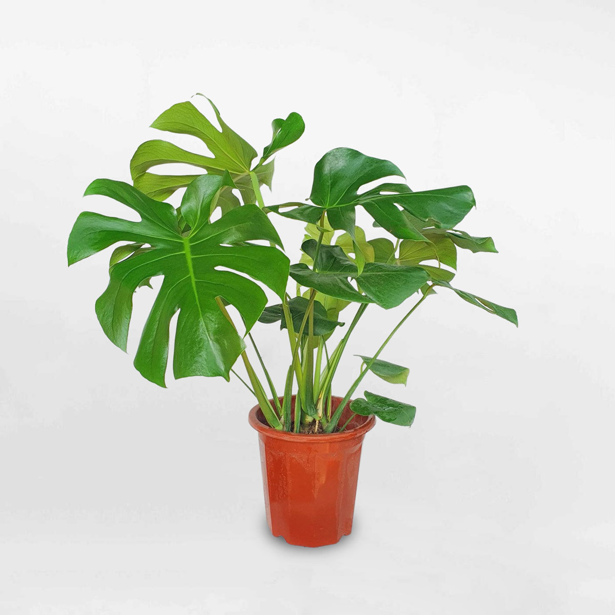 cay-trau-ba-la-xe-monstera-1760580693584738713309.png