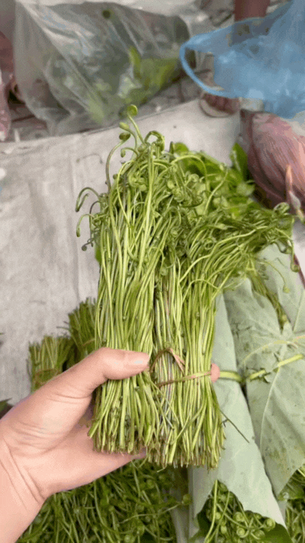 phac-cut-to-ngong-rau-bong-bong-1760589109131676142801.gif