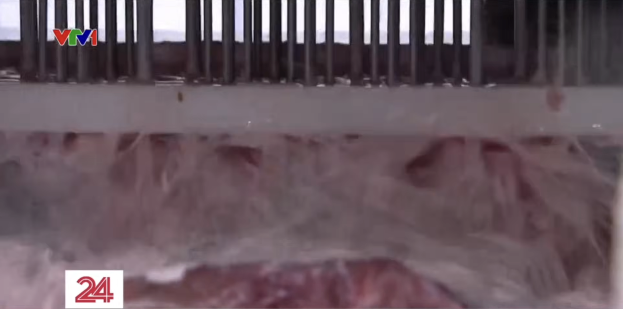 Cận cảnh quá trình bơm tinh chất “hô biến” thịt trâu đã giết mổ cả năm thành bò Wagyu thượng hạng - Ảnh 2. Cận cảnh quá trình bơm tinh chất “hô biến” thịt trâu đã giết mổ cả năm thành bò Wagyu thượng hạng - Ảnh 2.