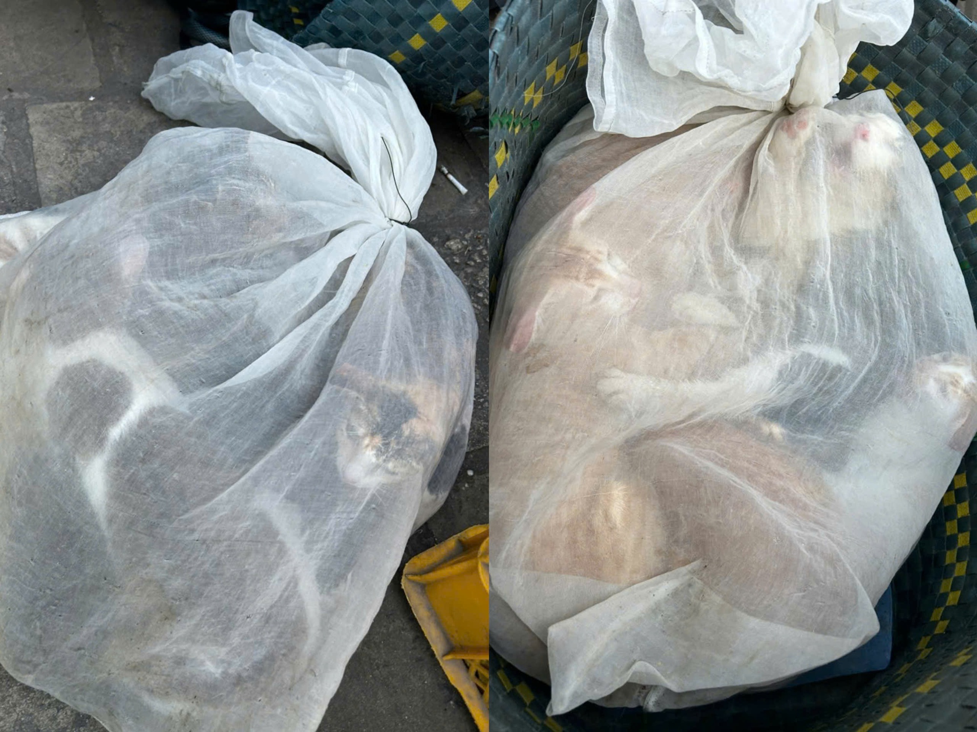 Hình ảnh sốc: 21 con mèo trong bao, lộ đường dây trộm cắp quy mô lớn ở TP.HCM - Ảnh 1. Hình ảnh sốc: 21 con mèo trong bao, lộ đường dây trộm cắp quy mô lớn ở TP.HCM - Ảnh 1.