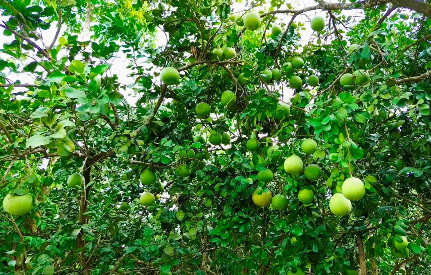 Huế vào mùa quả ngọt thanh, ruột giòn, hương thơm không nơi nào có - Ảnh 1. Huế vào mùa quả ngọt thanh, ruột giòn, hương thơm không nơi nào có - Ảnh 1.