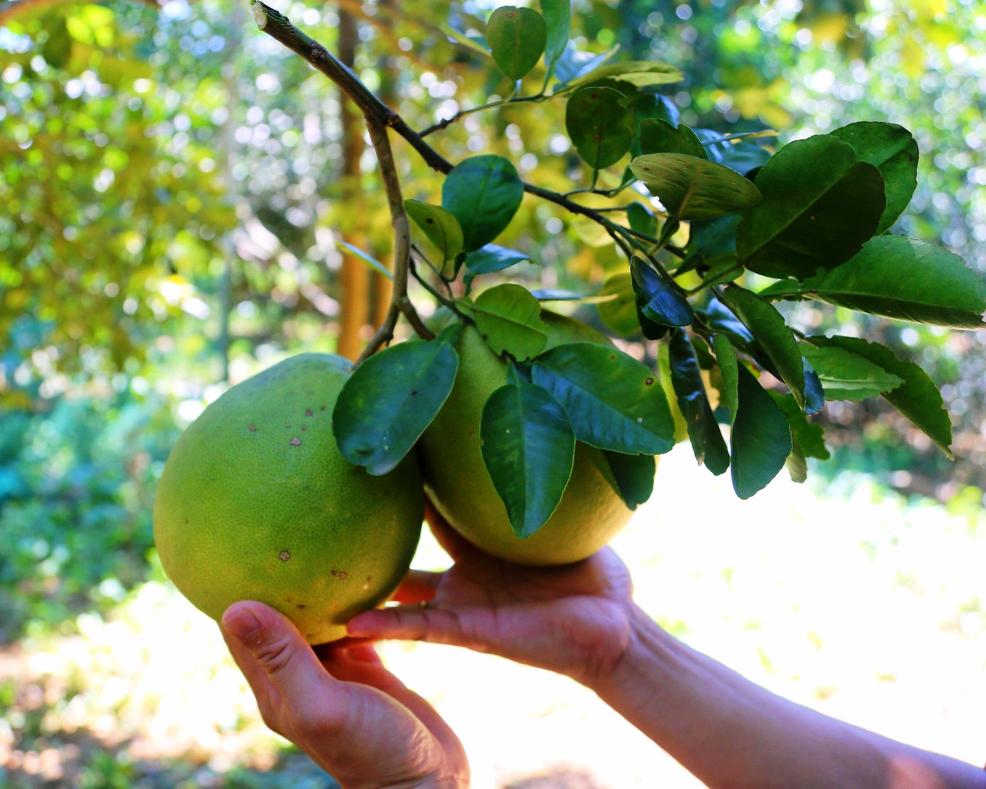 Huế vào mùa quả ngọt thanh, ruột giòn, hương thơm không nơi nào có - Ảnh 3. Huế vào mùa quả ngọt thanh, ruột giòn, hương thơm không nơi nào có - Ảnh 3.