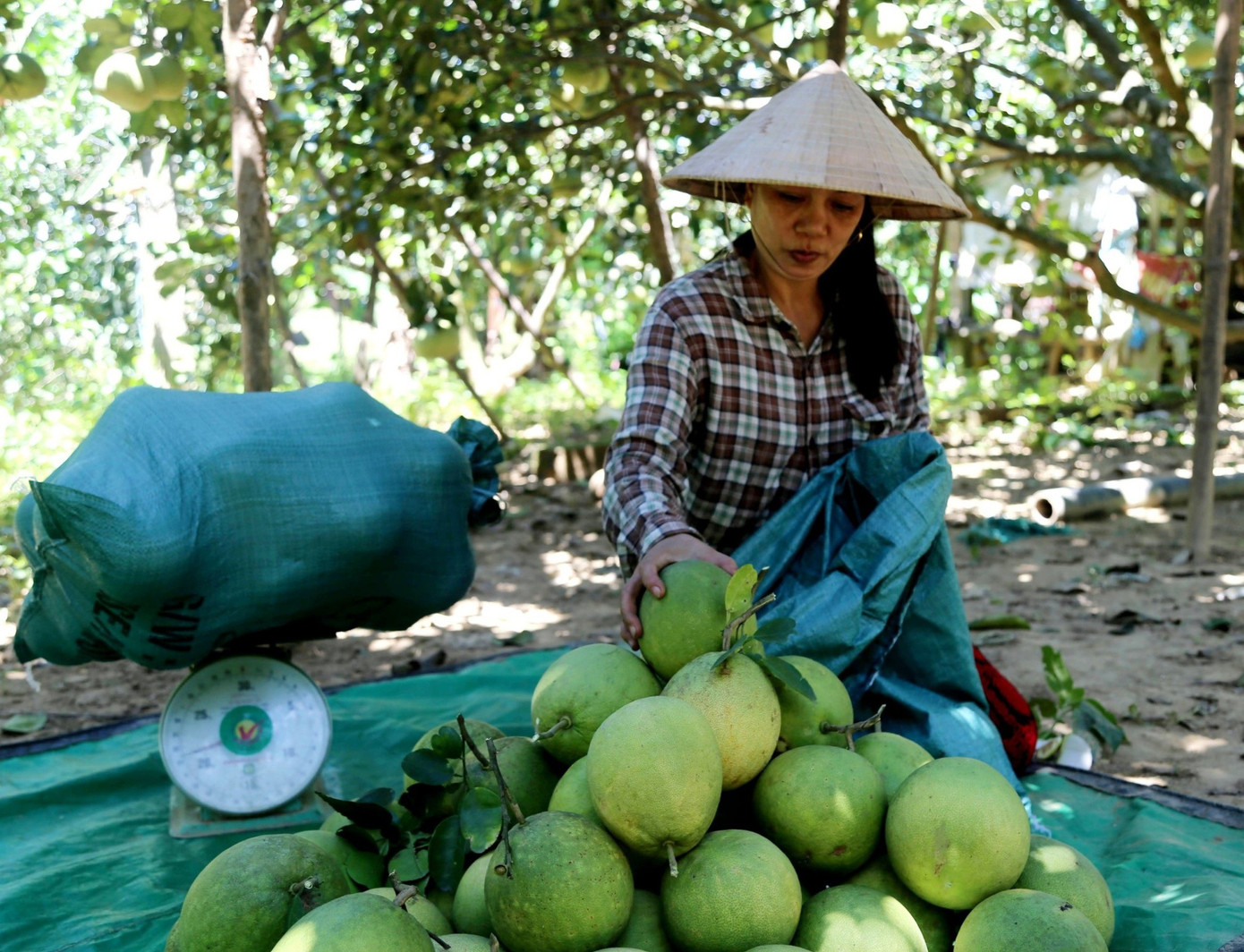 Huế vào mùa quả ngọt thanh, ruột giòn, hương thơm không nơi nào có - Ảnh 6. Huế vào mùa quả ngọt thanh, ruột giòn, hương thơm không nơi nào có - Ảnh 6.
