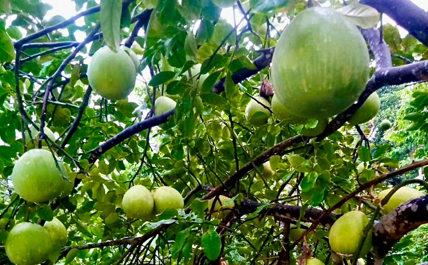 Huế vào mùa quả ngọt thanh, ruột giòn, hương thơm không nơi nào có - Ảnh 7. Huế vào mùa quả ngọt thanh, ruột giòn, hương thơm không nơi nào có - Ảnh 7.