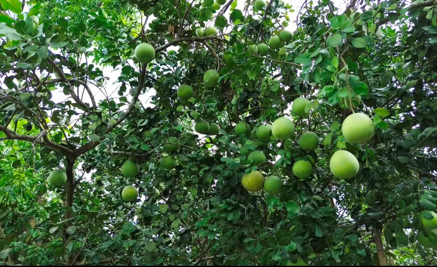 Huế vào mùa quả ngọt thanh, ruột giòn, hương thơm không nơi nào có - Ảnh 10. Huế vào mùa quả ngọt thanh, ruột giòn, hương thơm không nơi nào có - Ảnh 10.
