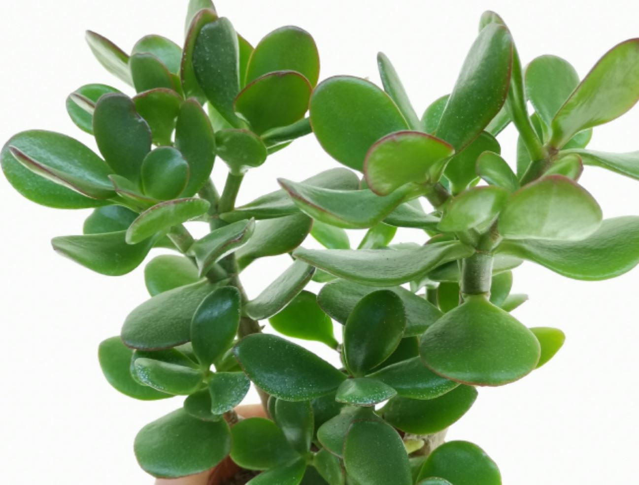 Trồng 1 trong 5 loại cây này, mệnh Thủy như có &quot;lá bùa phong thủy&quot; giữ của, hút lộc về nhà - Ảnh 4.