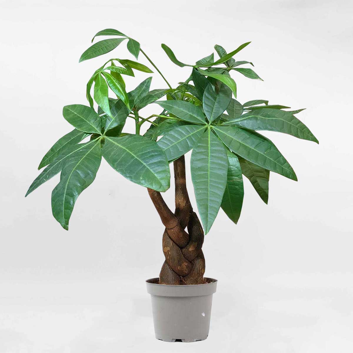 Trồng 1 trong 5 loại cây này, mệnh Thủy như có &quot;lá bùa phong thủy&quot; giữ của, hút lộc về nhà - Ảnh 1.