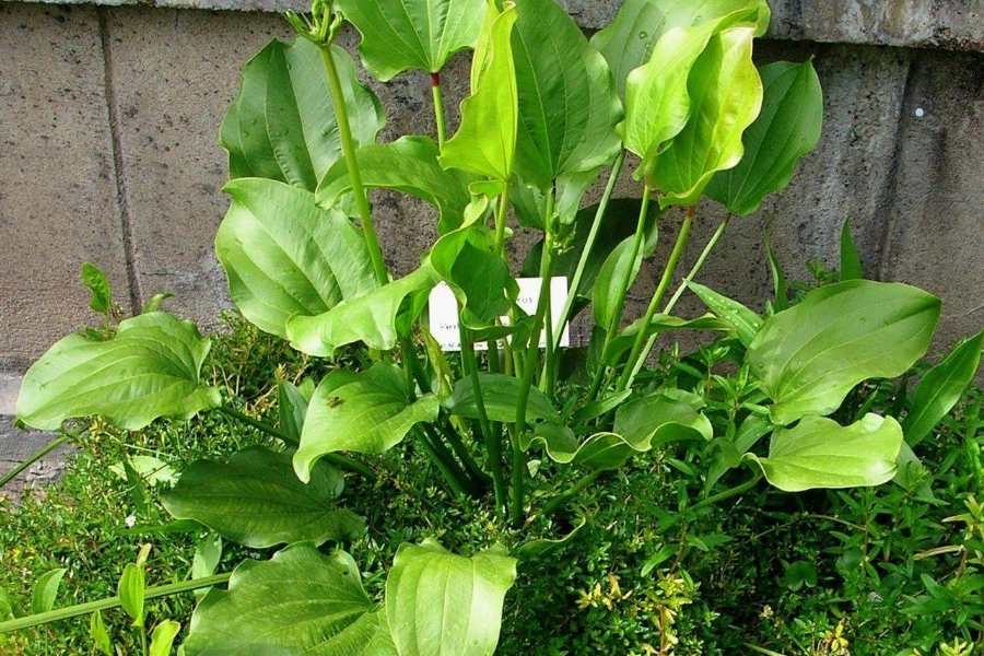 Trồng 1 trong 5 loại cây này, mệnh Thủy như có &quot;lá bùa phong thủy&quot; giữ của, hút lộc về nhà - Ảnh 3.