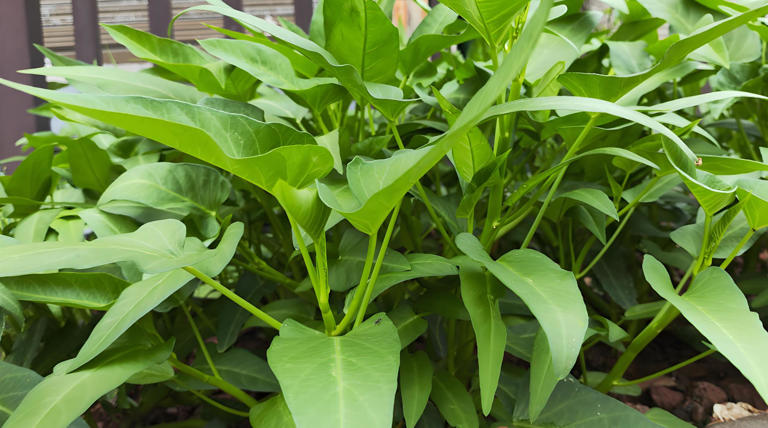 5 loại rau dễ 5 loại rau dễ