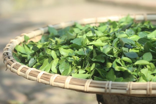 Cây dại ở bờ rào hóa 