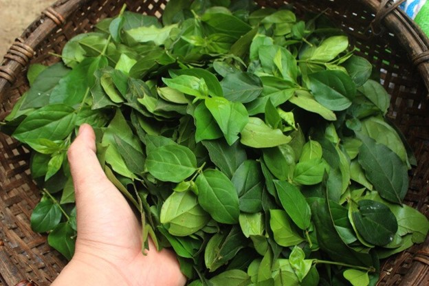 Cây dại ở bờ rào hóa 