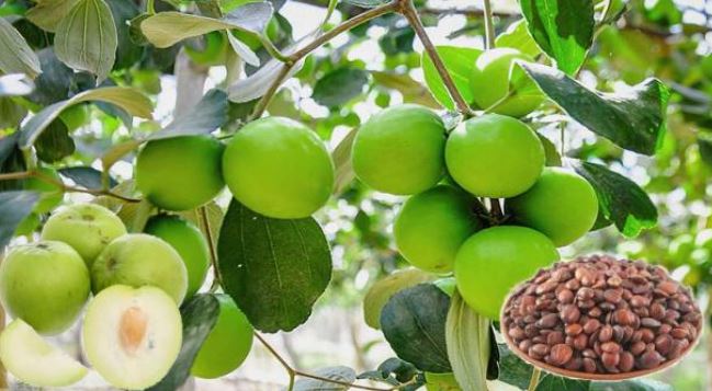 Thứ 90% người Việt bỏ đi không ngờ là "mỏ vàng", giá hơn 2 triệu đồng/kg - Ảnh 2. Thứ 90% người Việt bỏ đi không ngờ là "mỏ vàng", giá hơn 2 triệu đồng/kg - Ảnh 2.