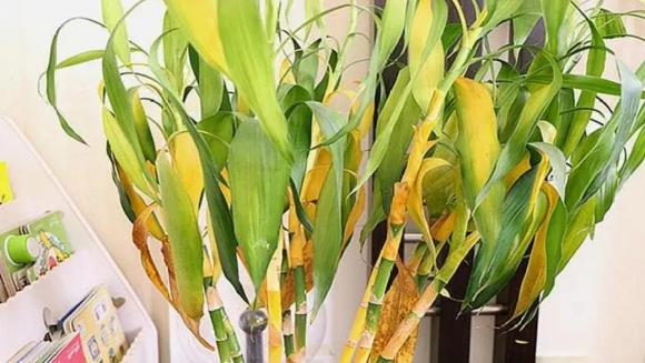 Tôi bỏ cây phát tài ra khỏi phòng khách vì tôi quá mệt mỏi với thứ nó mang lại - Ảnh 2. Tôi bỏ cây phát tài ra khỏi phòng khách vì tôi quá mệt mỏi với thứ nó mang lại - Ảnh 2.
