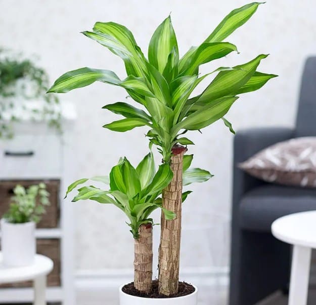 Tôi bỏ cây phát tài ra khỏi phòng khách vì tôi quá mệt mỏi với thứ nó mang lại - Ảnh 1. Tôi bỏ cây phát tài ra khỏi phòng khách vì tôi quá mệt mỏi với thứ nó mang lại - Ảnh 1.