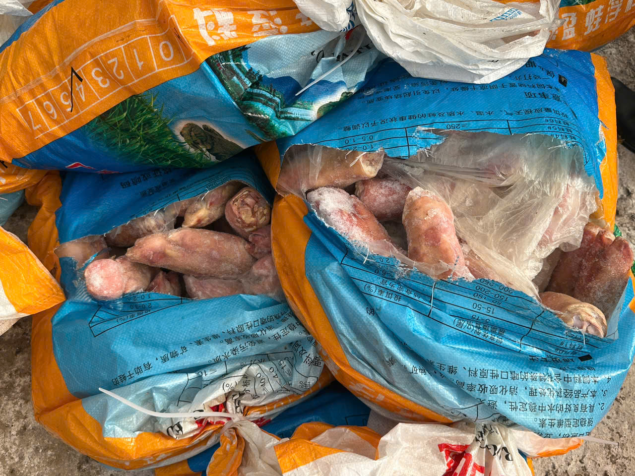 Quảng Ninh: Kinh hoàng xe tải chở 300kg chân lợn đang phân hủy, chuẩn bị tuồn ra thị trường - Ảnh 1.
