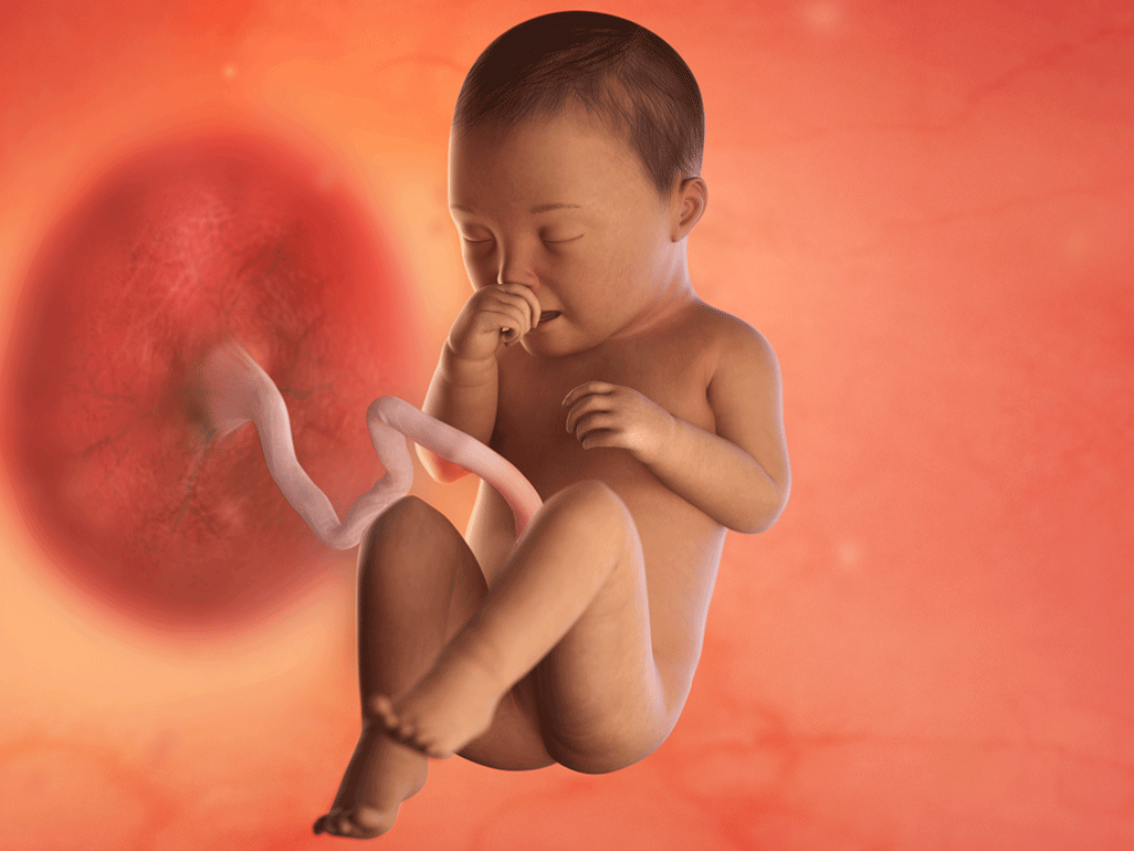 Tuần thai thứ 35: Phổi bé đã hoàn thiện, đủ khả năng hô hấp để chào đời- Ảnh 2. Tuần thai thứ 35: Phổi bé đã hoàn thiện, đủ khả năng hô hấp để chào đời- Ảnh 2.