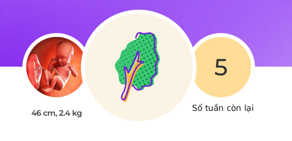Tuần thai thứ 35: Phổi bé đã hoàn thiện, đủ khả năng hô hấp để chào đời- Ảnh 1. Tuần thai thứ 35: Phổi bé đã hoàn thiện, đủ khả năng hô hấp để chào đời- Ảnh 1.