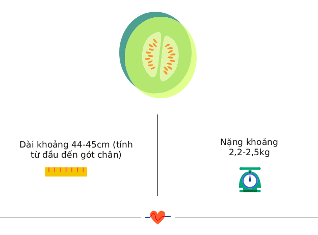 Tuần thai thứ 35: Phổi bé đã hoàn thiện, đủ khả năng hô hấp để chào đời- Ảnh 3. Tuần thai thứ 35: Phổi bé đã hoàn thiện, đủ khả năng hô hấp để chào đời- Ảnh 3.
