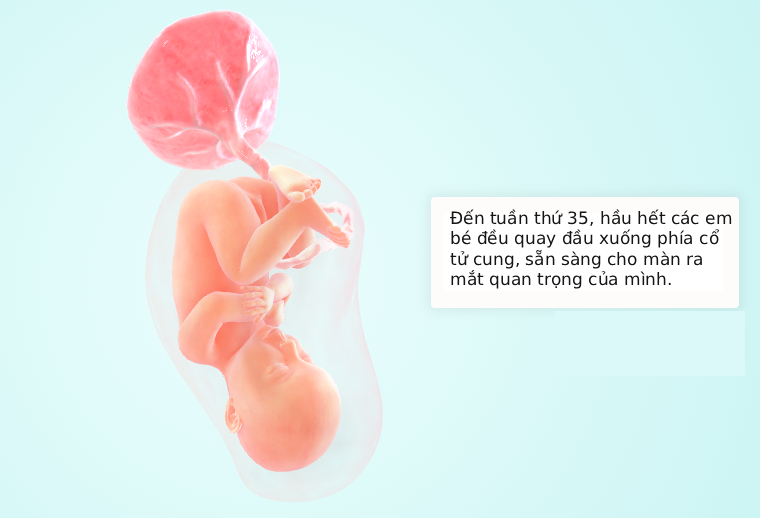 Tuần thai thứ 35: Phổi bé đã hoàn thiện, đủ khả năng hô hấp để chào đời- Ảnh 5. Tuần thai thứ 35: Phổi bé đã hoàn thiện, đủ khả năng hô hấp để chào đời- Ảnh 5.