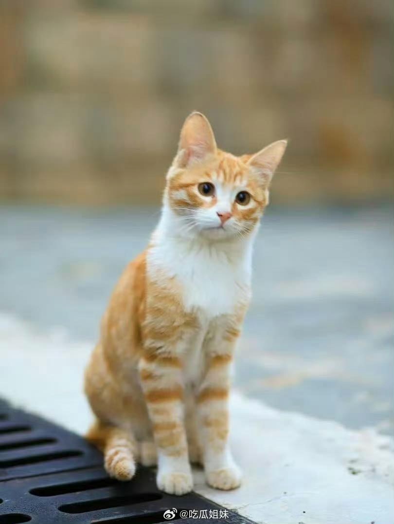 Ai cấm chiếu bộ phim này giùm với: Hại chết một sinh mạng vô tội, hàng triệu người phẫn nộ tẩy chay- Ảnh 1. Ai cấm chiếu bộ phim này giùm với: Hại chết một sinh mạng vô tội, hàng triệu người phẫn nộ tẩy chay- Ảnh 1.