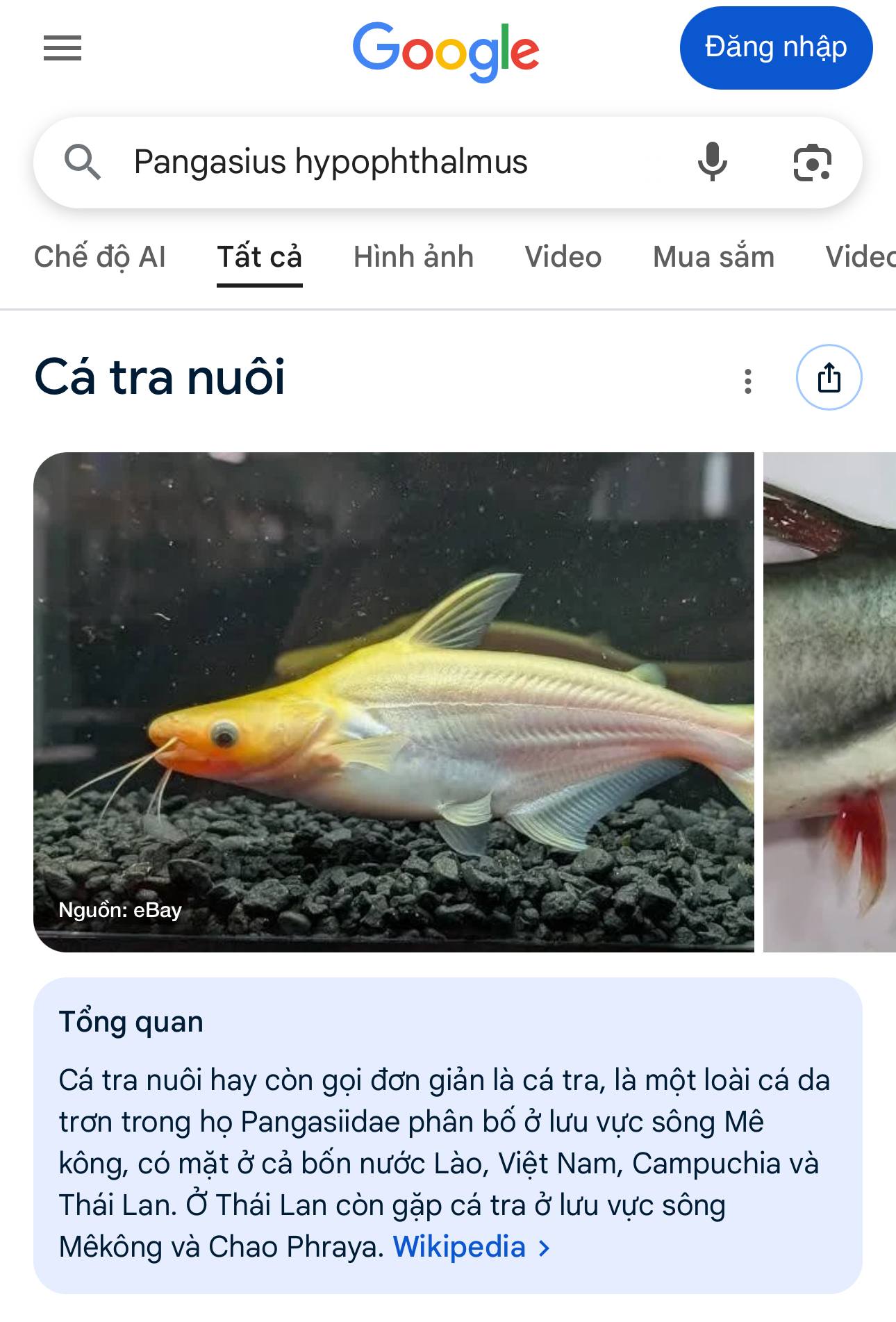 Bịch cá viên chiên “quý phái” nhất Việt Nam- Ảnh 2. Bịch cá viên chiên “quý phái” nhất Việt Nam- Ảnh 2.