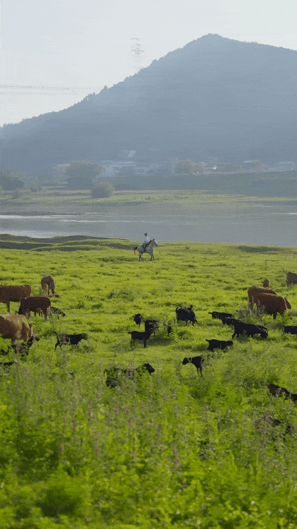 6210285f9c0c408a96faea204aa0c827tplv-tt-origin-webgif-1761323749528332317236.gif