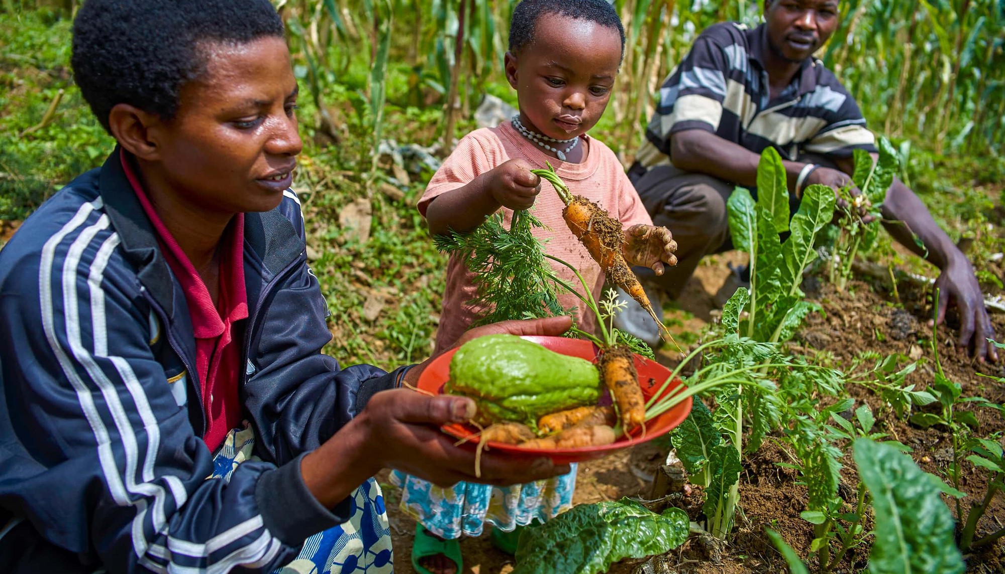 “Planetary Health Diet”: Bữa ăn cho cả người và hành tinh - Ảnh 3. “Planetary Health Diet”: Bữa ăn cho cả người và hành tinh - Ảnh 2.
