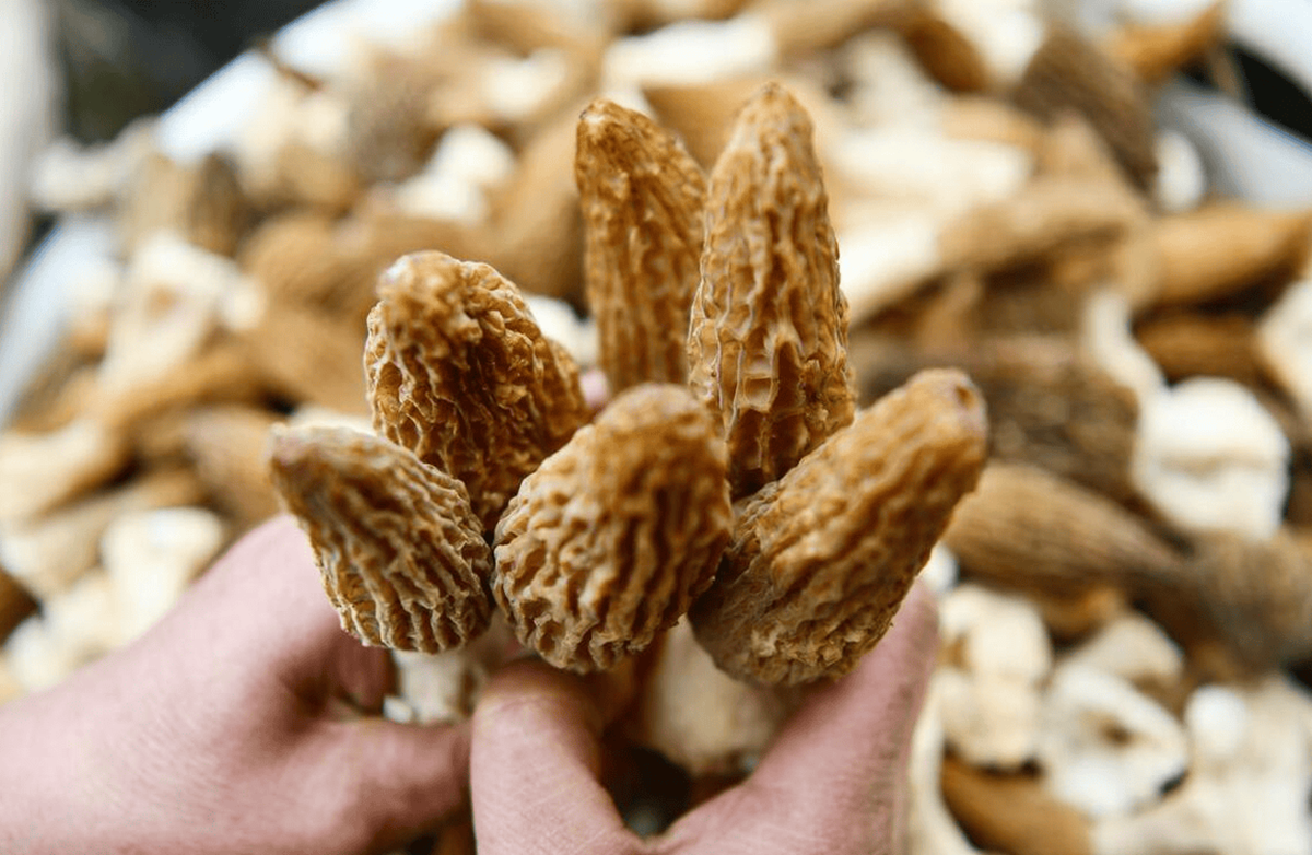 Loại cây dại mọc um tùm ở Việt Nam, "trời Tây" bán giá 13 triệu đồng/kg - Ảnh 1. Loại cây dại mọc um tùm ở Việt Nam, "trời Tây" lại có giá 13 triệu đồng/kg - Ảnh 1.