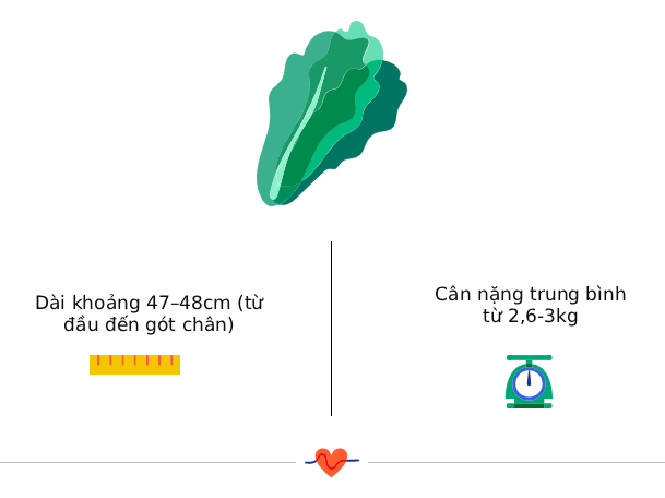 Tuần thai thứ 36: Bé yêu đã quay đầu, sẵn sàng chào đời- Ảnh 3. Tuần thai thứ 36: Bé yêu đã quay đầu, sẵn sàng chào đời- Ảnh 3.