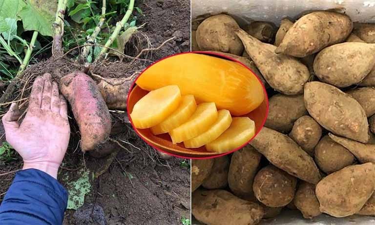 Đặc sản lạ lên sàn bán hơn 300 tấn trong 2 tháng - người dân thu nhập hàng chục triệu đồng - Ảnh 1. 'Ngôi sao mới' của ngành nông sản Việt Nam: Lên sàn thương mại điện tử bán hơn 300 tấn trong 2 tháng, người dân thu nhập hàng chục triệu đồng - Ảnh 1.