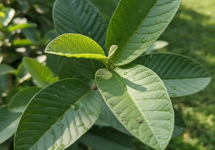 Loại lá rẻ tiền ở Việt Nam giúp hạ đường huyết, trị mụn, bảo vệ gan - Ảnh 2.