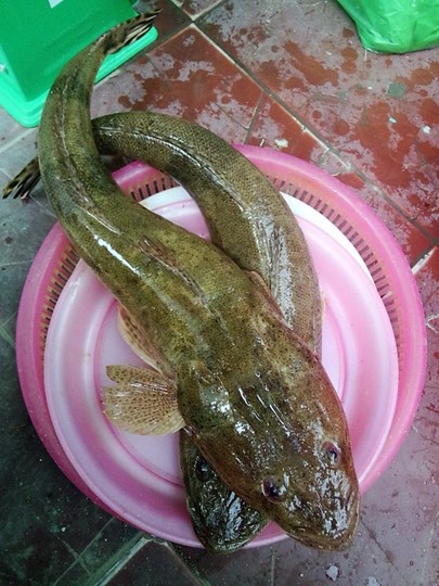 Loại cá &quot;nhà nghèo&quot; nhưng là đặc sản mang hương vị đậm đà được dân sành ăn săn lùng - Ảnh 1.