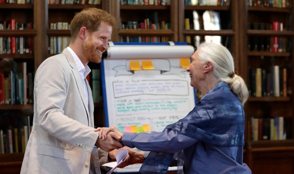 Meghan Markle lại khiến fan &quot;nhức đầu&quot;: Dân mạng tố “tự khoe lạc quẻ” trong lời tiễn biệt Jane Goodall- Ảnh 2.